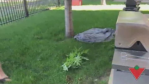 My product review: Yardworks Bypass Lopper