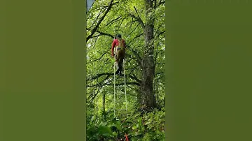 Bahco saw works of arborists