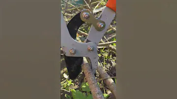 Where to buy secateurs with telescopic handles.