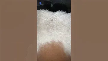 #клещи